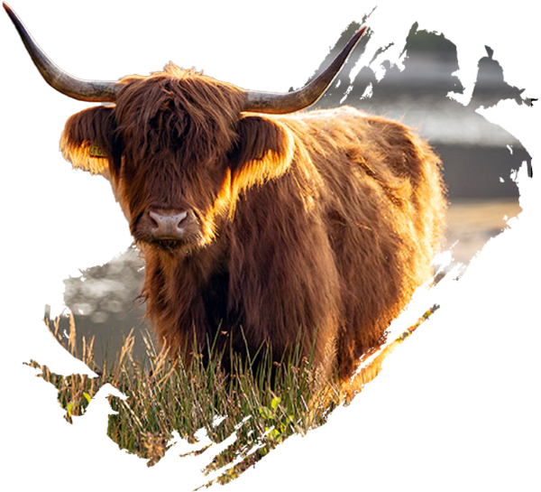 Hooglander